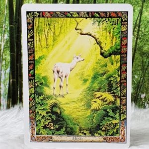 The Druid Animal Oracle Hind