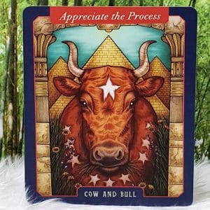 Cow and Bull-Appreciate the Process