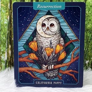 The Illustrated Herbiary Oracle Cards by Maia Toll Californian Poppy-Resurrection