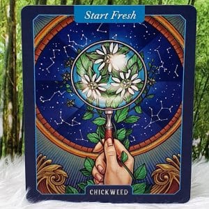 The Illustrated Herbiary Oracle Cards by Maia Toll Chickweed-Start Fresh