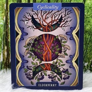 Elderberry-Cyclicality