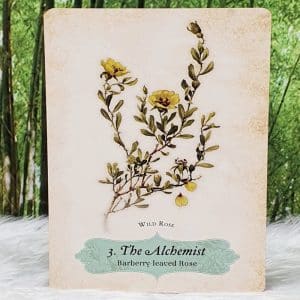 The Alchemist - Barberry-leaved Rose