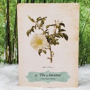 The Ancestor - Cherokee Rose