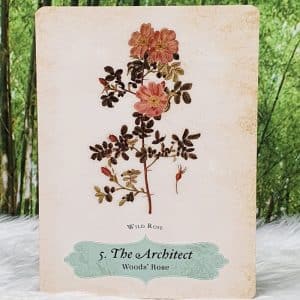 The Architect - Woods' Rose