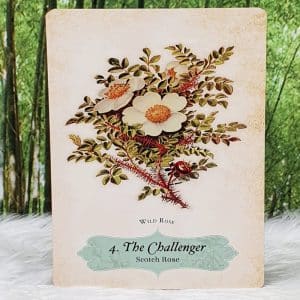 The Challenger - Scotch Rose