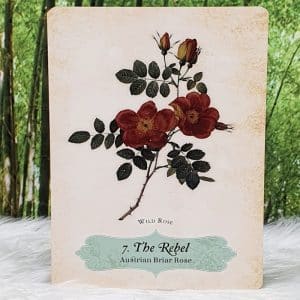 Oracle of the Roses by Cheralyn Darcey The Rebel - Austrian Briar Rose