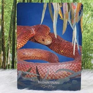 Brown Snake