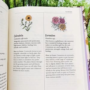 Calendula and Carnation