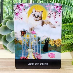 Ace of Cups