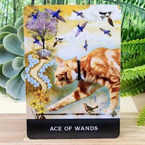 Ace of Wands