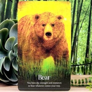 Wild Dreams Animal Oracle Cards by Kelly Sullivan Walden - Bear