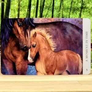 Horse Wisdom Oracle Cards By Kathy Pike - A moment in time