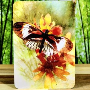 Butterfly Transformations Oracle Cards by Alana Fairchild - Beautiful bounty