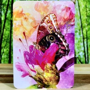 Butterfly Transformations Oracle Cards by Alana Fairchild - Bright Blessed Beginnings