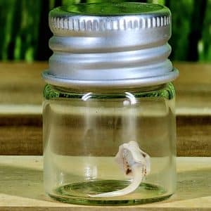 Diamondback Rattlesnake Fang in glass jar