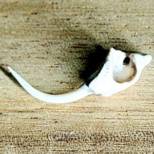 Diamondback Rattlesnake Fang on Wooden Backdrop