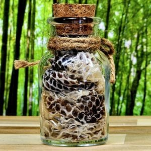 Python Snake Shed Jar Tree background