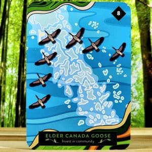 The Animal Elders Oracle Cards by Asha Frost - Elder Canada Goose