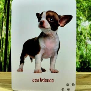 Dog Wisdom by Tanya Graham - Confidence