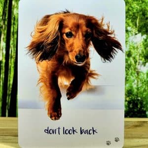 Dog Wisdom by Tanya Graham - Dont Look Back